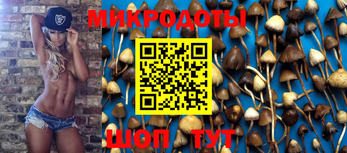 Галлюциногенные грибы Psilocybe Краснодар